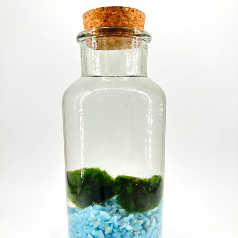 Aquatic Elegance: Glass Bottle Mini-Ecosystem Glass bottle display with blue stones, aquatic plants, and cork stopper.