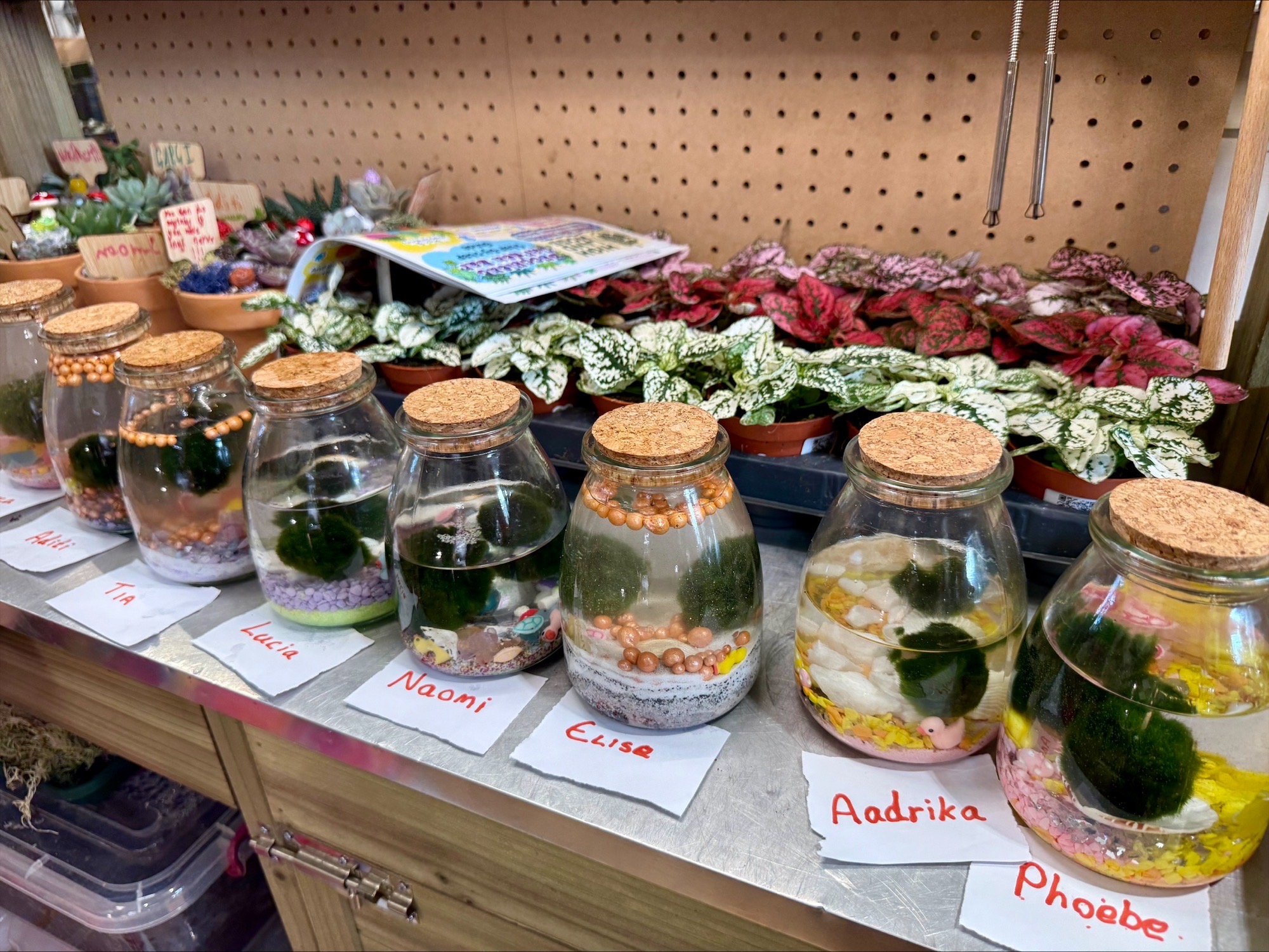 Aquatic plant jars with marimo moss balls and colourful pebbles displayed on a wood surface.