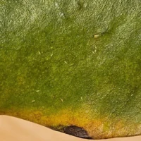 Intricate close-up of a vibrant green leaf with tiny particles and colour variations.