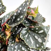 Striking houseplant with dark green leaves, white spots, and pink-edged texture.