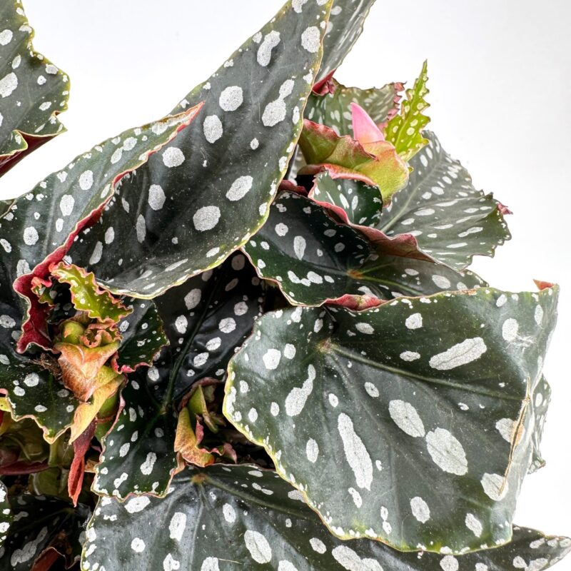 Spotted Green Beauty: Striking Indoor Foliage Striking houseplant with dark green leaves, white spots, and pink-edged texture.