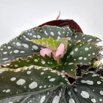 Begonia plant with silver-spotted leaves and a blooming pink flower on a grey background.