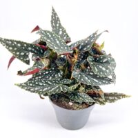 Vibrant Begonia maculata with polka-dotted leaves and red undersides against a white background.