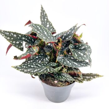 Vibrant Begonia maculata with polka-dotted leaves and red undersides against a white background.