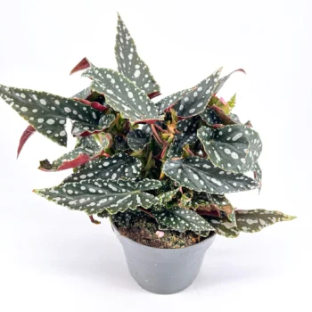 Vibrant Begonia maculata with polka-dotted leaves and red undersides against a white background.
