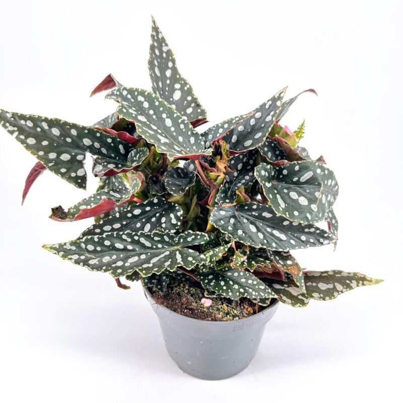 Vibrant Begonia maculata with polka-dotted leaves and red undersides against a white background.