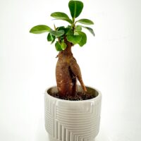 Bonsai plant with textured trunk in geometric-patterned pot, ideal for modern home decor.
