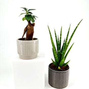 Stylish indoor plants in geometric pots: bonsai and snake plant on white podium.