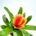 Vibrant bromeliad with fiery orange-yellow flowers and lush green leaves in terracotta pot.