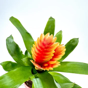 Vibrant bromeliad with fiery orange-yellow flowers and lush green leaves in terracotta pot.