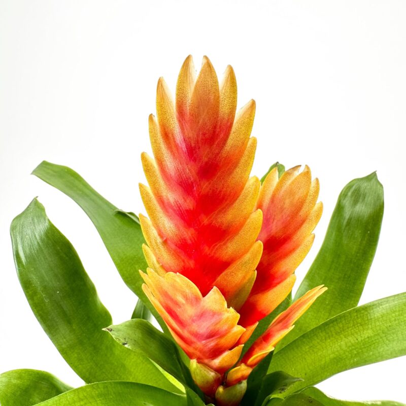 Tropical Blossom: Vibrant Bromeliad in Bloom Vibrant bromeliad with pink-orange blooms and lush green leaves.