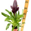 Bromeliad plant with purple inflorescence, glossy green leaves, in a terra-cotta pot.