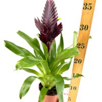 Bromeliad plant with purple inflorescence, glossy green leaves, in a terra-cotta pot.