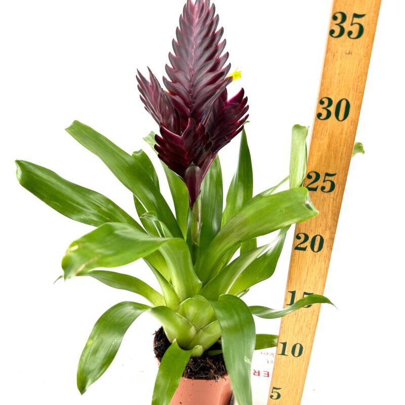 Majestic Bromeliad with Purple Spike in Terra-Cotta Pot Bromeliad plant with purple inflorescence, glossy green leaves, in a terra-cotta pot.