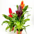 Vibrant bromeliads in terracotta pots with red, purple, and orange flowers against white background.