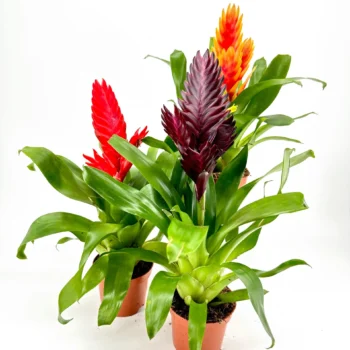 Vibrant bromeliads in terracotta pots with red, purple, and orange flowers against white background.