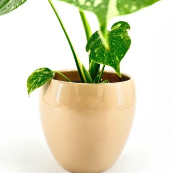 Glossy beige pot with lush green variegated leaves on a white background.