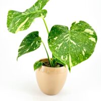 Vibrant houseplant with heart-shaped leaves in a modern beige ceramic pot.