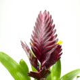 Vibrant plant with red-purple inflorescence, glossy bracts, yellow blooms, and lush green leaves.