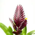 Vibrant plant with red-purple inflorescence, glossy bracts, yellow blooms, and lush green leaves.