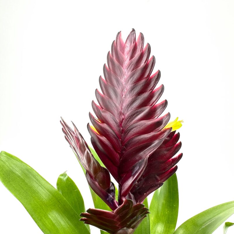 Exotic Red and Purple Flower with Glossy Bracts Vibrant plant with red-purple inflorescence, glossy bracts, yellow blooms, and lush green leaves.