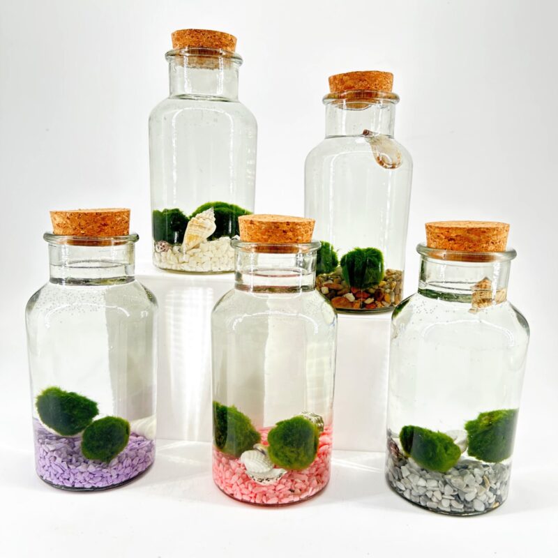 Miniature Aquatic Worlds in Glass Bottles Miniature aquatic ecosystems in glass bottles with vibrant moss and colourful gravel.