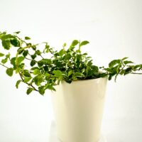 Lush green vine plant in a cream pot on a minimalist white background.