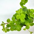 Vibrant green succulent with lush, waxy leaves against a bright, simple background.