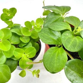 Two potted plants with vibrant green leaves, contrasting black and terracotta pots.