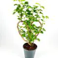 Heart-shaped plant with lush green leaves in a grey pot, on white background.