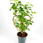 Polyscias Aralia Bonsai-Style Houseplant