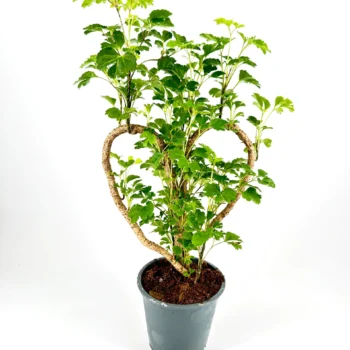 Heart-shaped plant with lush green leaves in a grey pot, on white background.