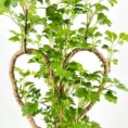 Heart-shaped bonsai plant with intertwined branches and vibrant green leaves.