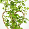 Heart-shaped bonsai plant with intertwined branches and vibrant green leaves.