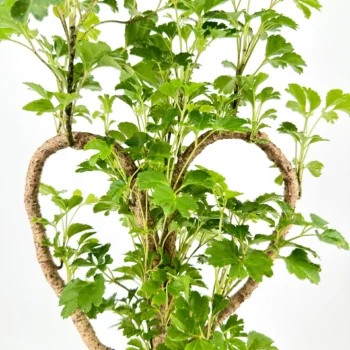 Heart-shaped bonsai plant with intertwined branches and vibrant green leaves.