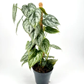 Vibrant indoor climbing plant with variegated heart-shaped leaves on a moss pole.