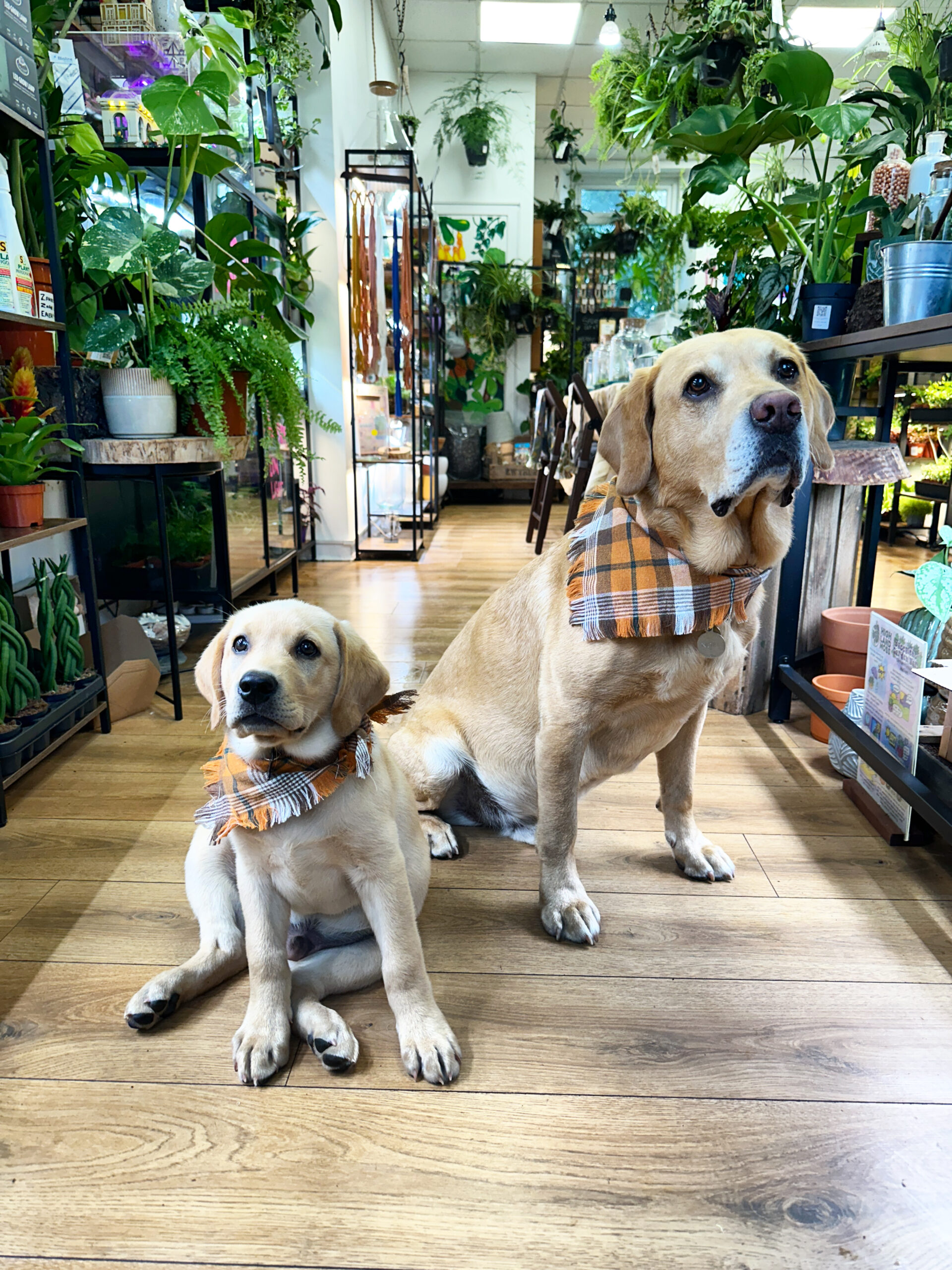 Labrador Retrievers in a plant-filled room with vibrant decor and warm lighting.