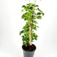 Potted plant with vibrant green leaves in a dark pot on a white background.