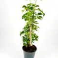 Potted plant with vibrant green leaves in a dark pot on a white background.