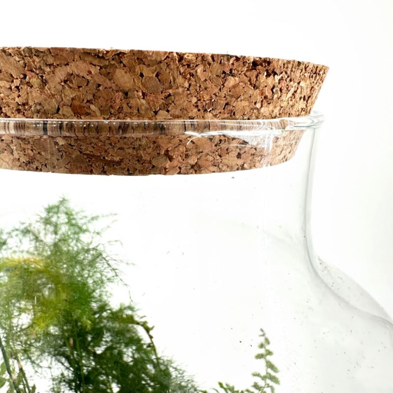 Glass terrarium with lush greenery and cork lid on white background.