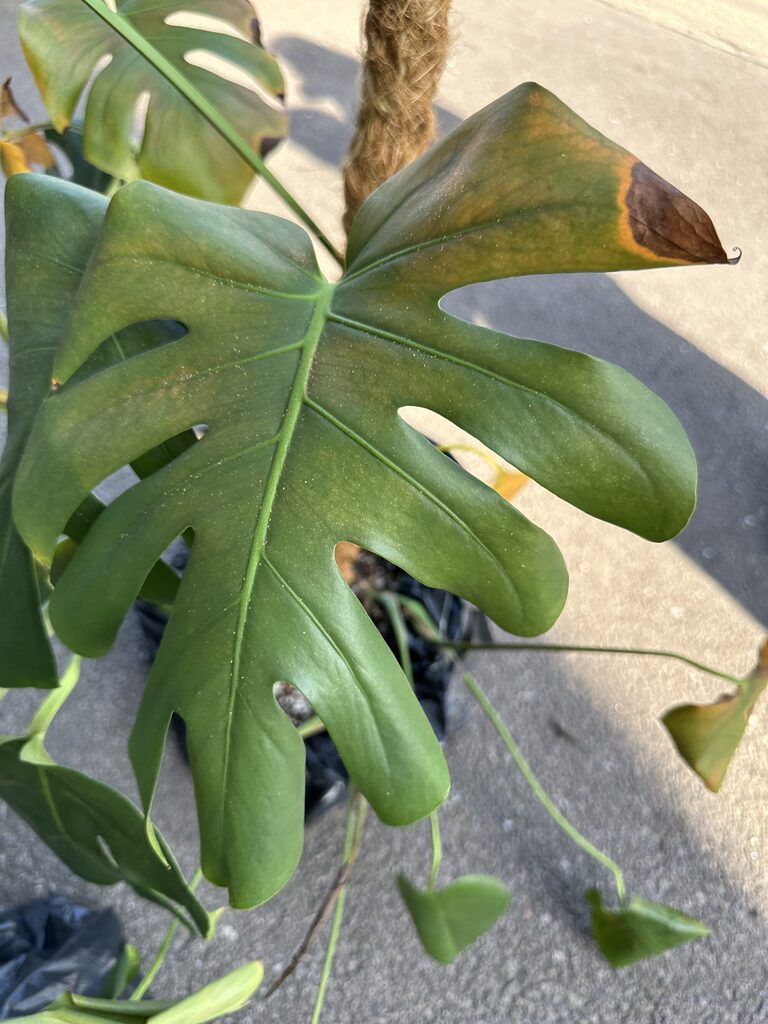 Close-up of a Monstera leaf with green and brown details, highlighting plant care.