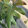 Close-up of a Monstera leaf with green and brown details, highlighting plant care.