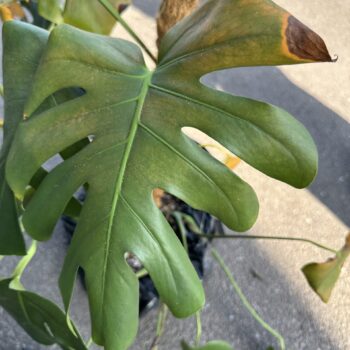 Close-up of a Monstera leaf with green and brown details, highlighting plant care.