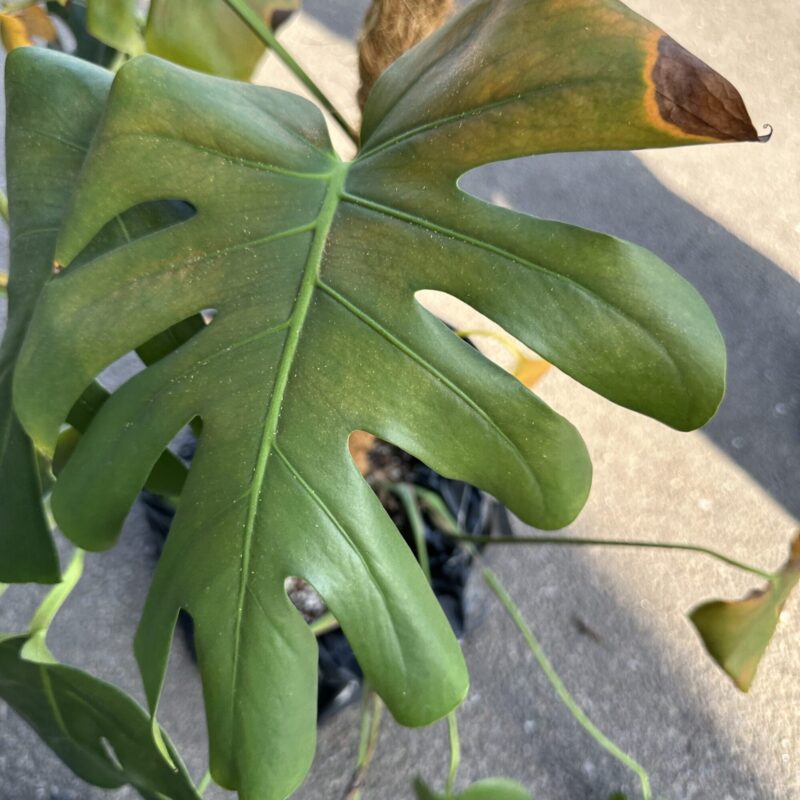 Close-up of a Monstera leaf with green and brown details, highlighting plant care.