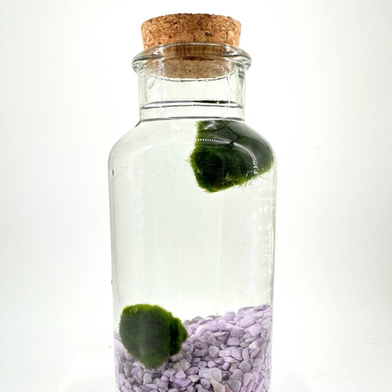 Serene Aquatic Display: Marimo Moss Bottle Marimo moss balls in a glass bottle with purple stones, minimalist aquatic display.