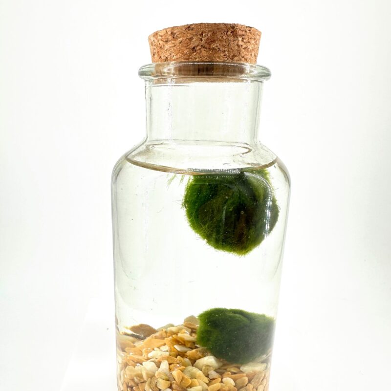 Serene Aquatic Jar with Marimo Moss Balls Aquatic glass jar with marimo moss balls and pebbles, minimalist decor.