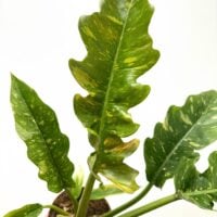 Philodendron Ring Of Fire Aroid Plant