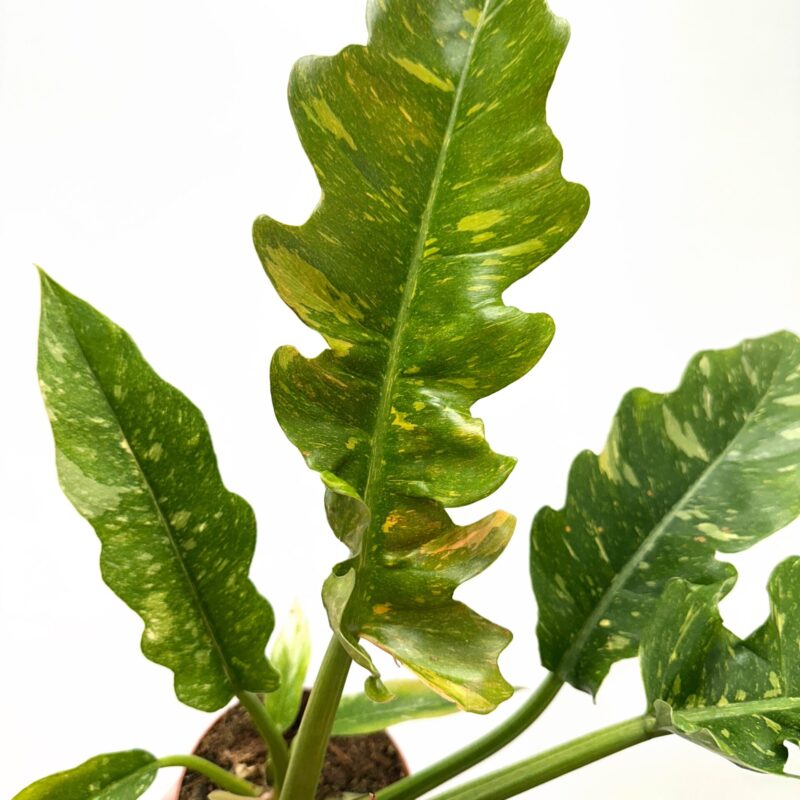 Philodendron Ring Of Fire Aroid Plant Philodendron Ring Of Fire Aroid Plant