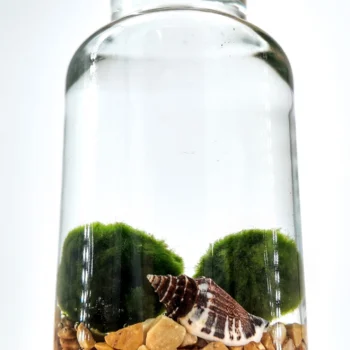 Glass terrarium with pebbles, snail shell, and green moss creating a serene aquatic ecosystem.