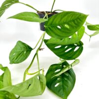 Tropical monstera plant with perforated leaves in black pot on white background.